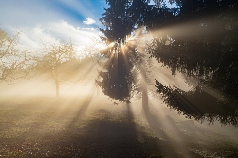 Magical Forest
